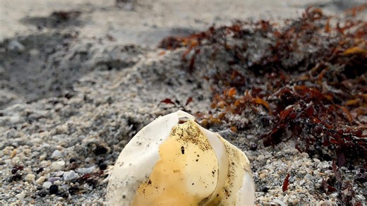 A Florida felony: Woman faces charge for disturbing sea turtle nest. Here's why it's illegal.