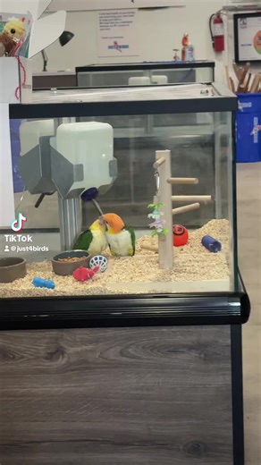 “White-Bellied Caiques are known for their playful, intelligent, and highly social personalities 🐦 Often called the ‘clowns of the parrot world,’ they thrive on interaction, enrichment, and daily engagement. These babies are still being hand-fed, are DNA confirmed females, and come with negative health and disease reports—giving them the best foundation for confident, well-adjusted companions.”