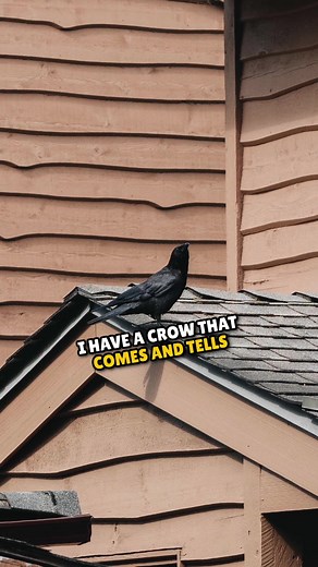 The Remarkable Intelligence of Crows