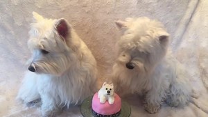 6.4K views · 1.7K reactions | Piper and Pickles would love to enjoy their special cake but as there wasn’t an occasion they feel it is a trap and hesitate to eat it! Silly Westie’s! | The Piper Chronicles | Facebook