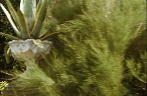 Dandelion Dead 1994 Episode 1