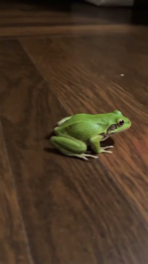 Frog vs laser pointer #animalcomedy #cute #ducklingspro