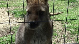 Wild At Heart: A Mini-Documentary