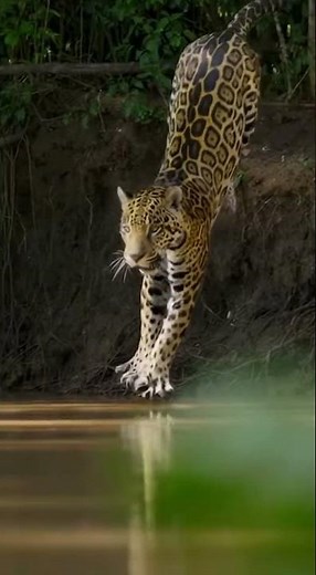 Jaguar vs Anaconda The Ultimate Jungle Battle! 🐆🐍