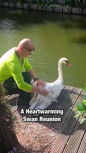 175K views · 6.5K reactions | An incredibly beautiful swan reunion! 廉 | Sassy | Facebook