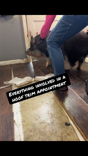 Understanding a Comprehensive Hoof Trim Appointment