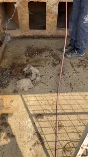 9.2K views · 103 reactions | Daniel cleaning the cages of the puppies...the problem with them being so messy does not seem to solve, no matter how much we complain about this  | Ps Botosani | Facebook