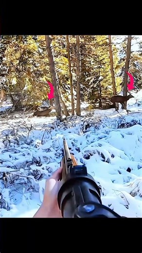 Deer Shooting: a magnificent 12 horns #hunting#archery #caccia#chasse#deer #deerhunting#bucks#moose