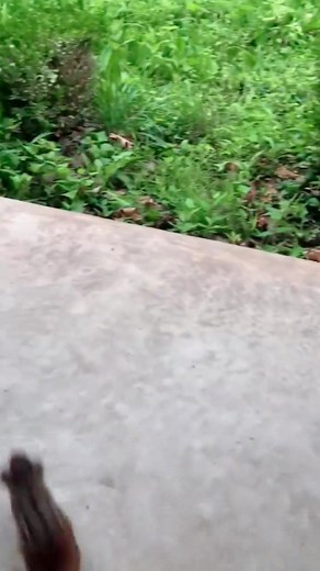 1.2K views · 25 reactions | Squishy wanted to say hi to Shawn #chipmunks #squeegee #cuteanimals #shorts #cute #squishy | Chipmunks Life | Facebook