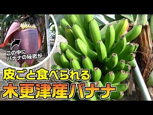【木更津の新名物】皮ごと食べるバナナは超希少な純国産！南国のような農園にお邪魔してみました 〜木更津ファーム〜