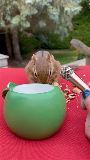 Shhh… it’s time for Chippy ASMR with Bob Ross - back by popular demand! 🎤🥜🐿️ | Van Gogh the Chippy