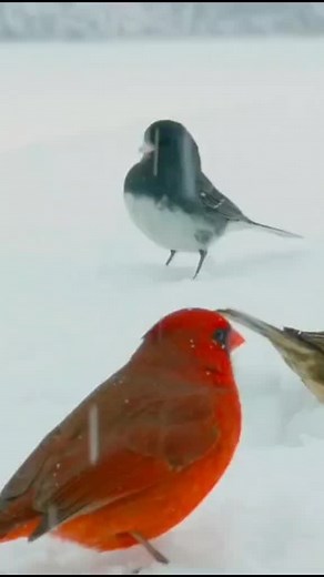 Red Cardinal and Junco Birds in Snowy Landscape