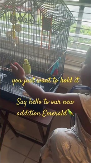 🦜Welcome to the Flock! Our Parakeet's First YouTube Video/ Our very first pet, pets, bird, petco