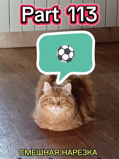 Funny montage! RANDOM PEOPLE Funny compilation of random people! Funny moments of random people! Funny videos! Funny people!#cat_phoenix #gingercat #funnycompilation #randompeople #cutting