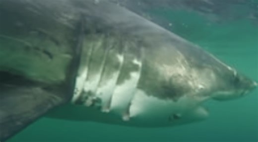 Great white shark lurking 4 miles off the coast of Gulf Shores