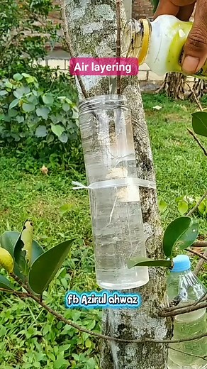 A unique air layering technique using water as a medium and utilizing used plastic jars🌳 #multiplayplants #airlayering #reels #DIY | Azirul Ahwaz