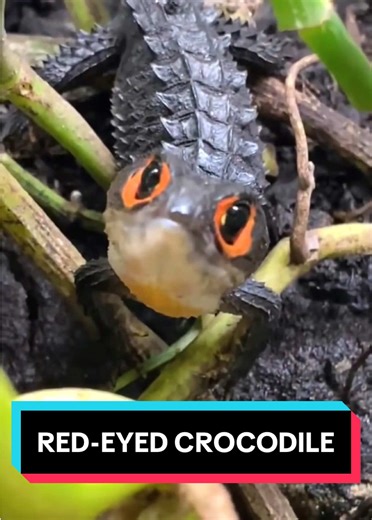 Discover the Red-Eyed Crocodile: A Unique Lizard