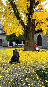 The Golden Tree of China | IIS Media
