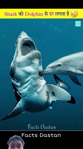 Do sharks fear dolphin #viral #facts #fish #dolfin