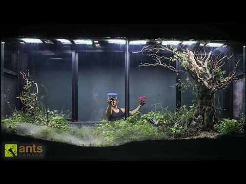 I Added Fighting Rhino Beetles to My Giant Grassland Vivarium