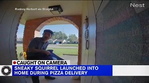 Video: Squirrel launches itself inside Louisiana home as door opens for pizza delivery