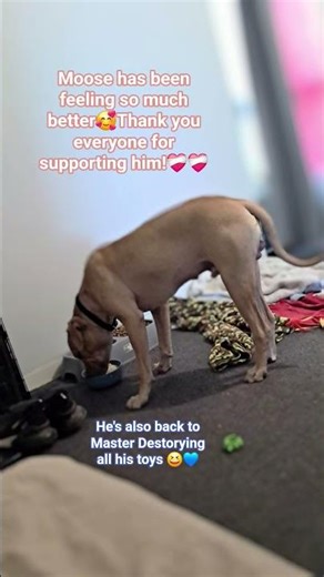 A Massive Thank You and Appreciation to everyone who supported Moose during his recovery❤️‍🩹🙏🏽🫶🏽