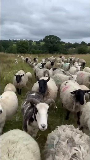Baaing Sheep on farm