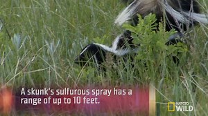 91K views · 2.5K reactions | Would you risk getting sprayed to help save this skunk? #AnimalsGoneWild | National Geographic Animals | Facebook