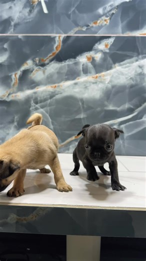Pug Puppies 😍💘 #pug #pugs #pugsoftiktok #puppy #houston | pug
