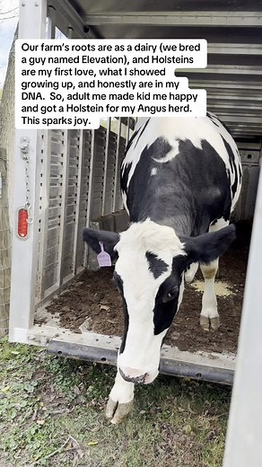 From Dairy to Beef: Embracing Holstein Heritage