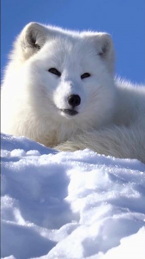 How does the Arctic fox survive at minus 70 degrees? 😱