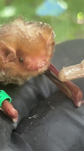 Luna Star was the last bat fed at this morning’s roundup. . . #easternredbat #easternegghunt #austinbats #atxbats #lovebats | Austin Bat Refuge