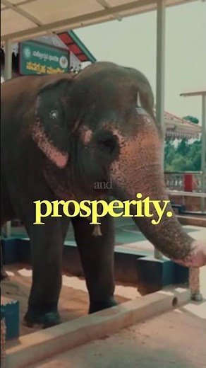 Temple Elephants India: Why Ancient Temples Kept Living Symbols of the Sacred