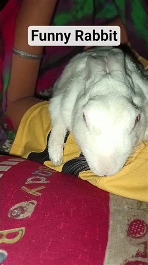 #rabbitsleeing #cuterabbitsleeping #rabbitsotahua #pet #khargosh #bunny #petrabbit #rabbit #cute
