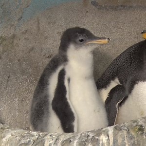 🚨Warm & fuzzy alert 🚨 Look what hatched on Christmas day - a Gentoo Penguin chick 🐧 Check out the baby fuzz! The chick is now behind the scenes to learn to eat from zookeepers and go through the fledging phase💓 | Milwaukee County Zoo