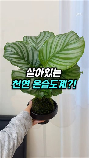 제습기 가습기 다 버렸어요! '살아있는 천연 온습도계'