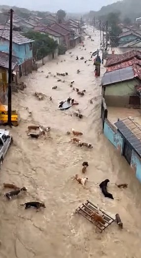 68K views · 2.2K reactions | A Desperate Crowd of Dogs Stranded by Raging River | Alone Story | Facebook