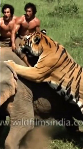 Tiger Attacks Forest Ranger on Elephant | CRAZY Wildlife Encounter!