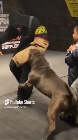 Pit Bull Trained by Kids Shows Off Amazing Control