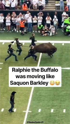 Ralphie the Buffaloe was moving like Saquon Barkley!