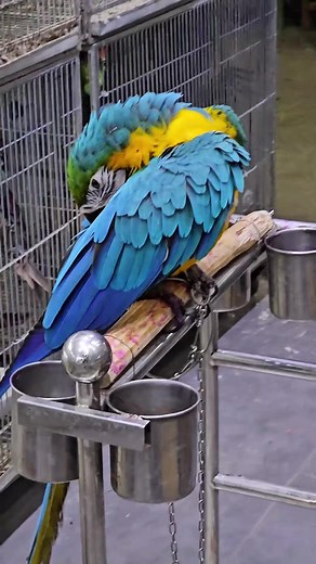 Beauty of macaw😍🦜 #parrots020 #macaw #birds #parrots