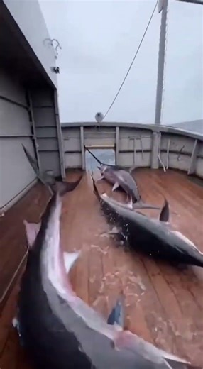 😱🚢 10-Foot Swordfish Lands—Then a Swarm Follows in Chaos