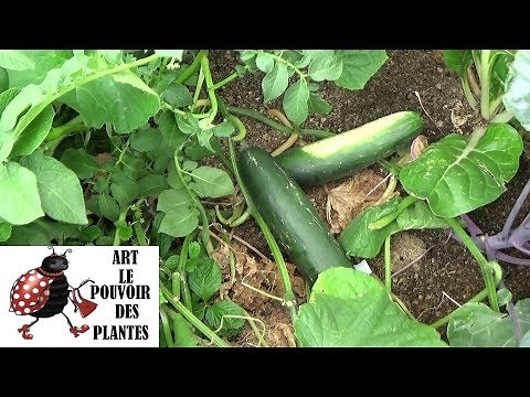 Potager: concombres: conseils jardinage: comment faire un semis: plante annuelle
