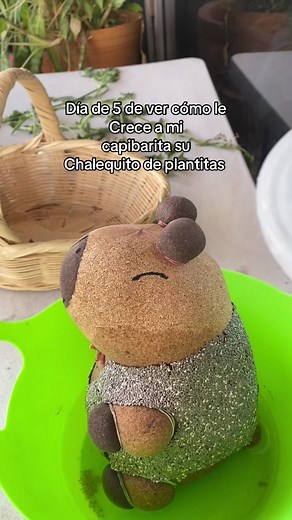 Crecimiento de mi capibara y su chalequito de plantas