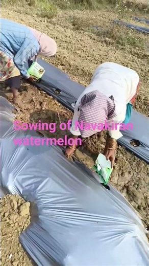 Sowing of Navakiran seeds in the main field of Rasur, CUTM #watermelon #farming #agriculture