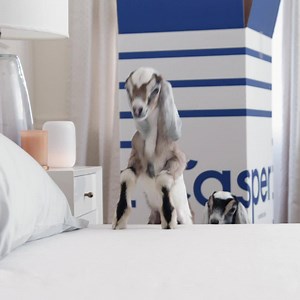 24K views · 1.8K reactions | Something to make you smile today: Baby goats and free, easy shipping without having to leave your home. | Casper | Facebook