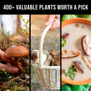 65K views · 94 reactions | Foraging isn’t only a cool new skill to...