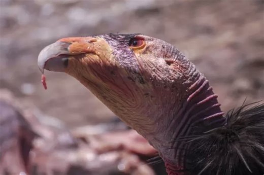 Colorado Parks & Wildlife Seeks Assistance In Identifying The Killer Of An Endangered California Condor