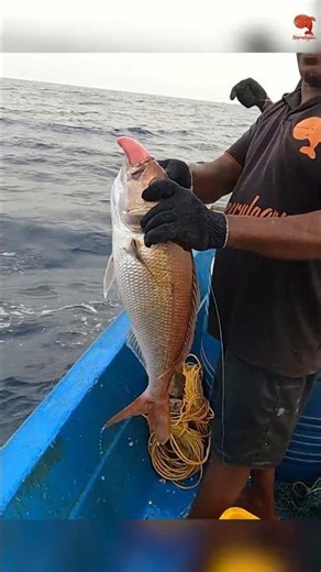 Deep Sea Fishing Videos #fishing #fishingvideo #fishingtime