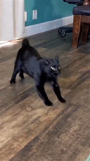 When you have to play with an old screw because you have no toys. Or at least no new toys. | Leonard you rascal